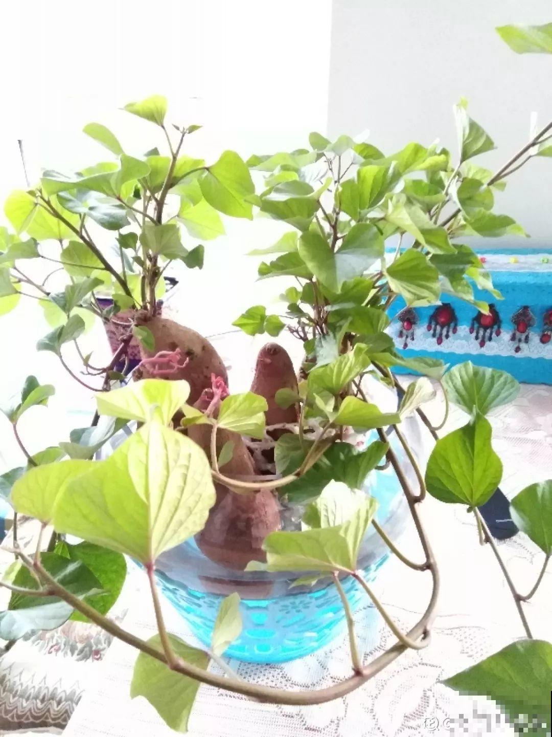养不活的花丢鱼缸里，沾水立马就疯长，大冬天呼呼长不停！
