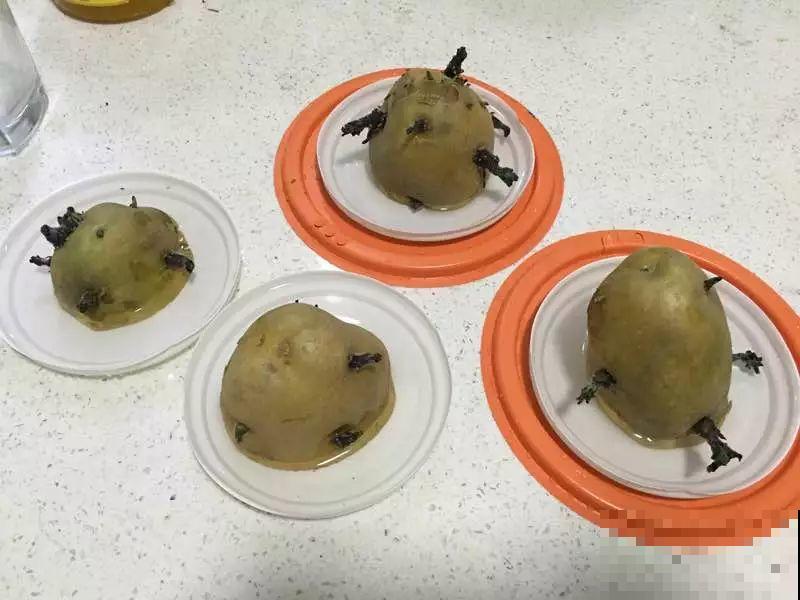 现在养盆它，10天变成小森林，过年就能上桌吃！