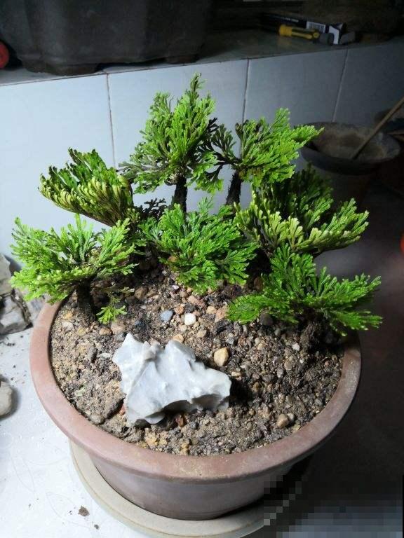 死不了的花，给点水就能活，养死它的人还没找到