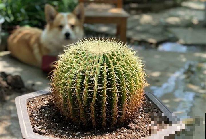 这8种花，其实都是多肉，旱着养才能长爆盆！