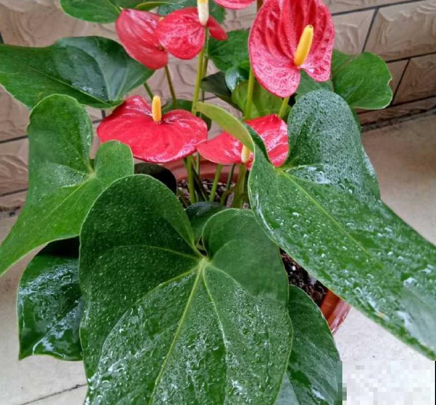 4种花，冬天可以放心养，喷喷水就开花！