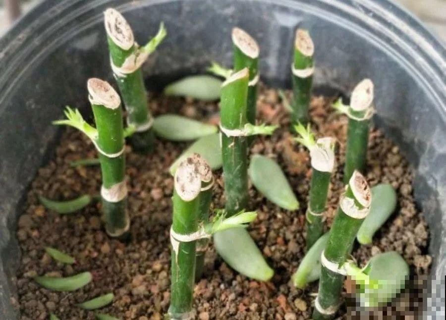 这12种花冬天小心着点养，没有暖气，一个晚上就冻死！