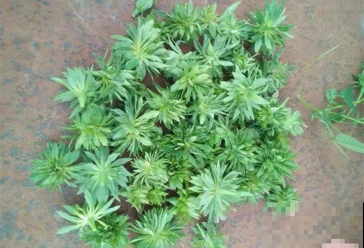 月季花上长多肉？头一回见，邻居天天跑来看！