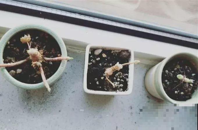 冬天养这4种花，别放窗户边，小心不剩一片好叶子！