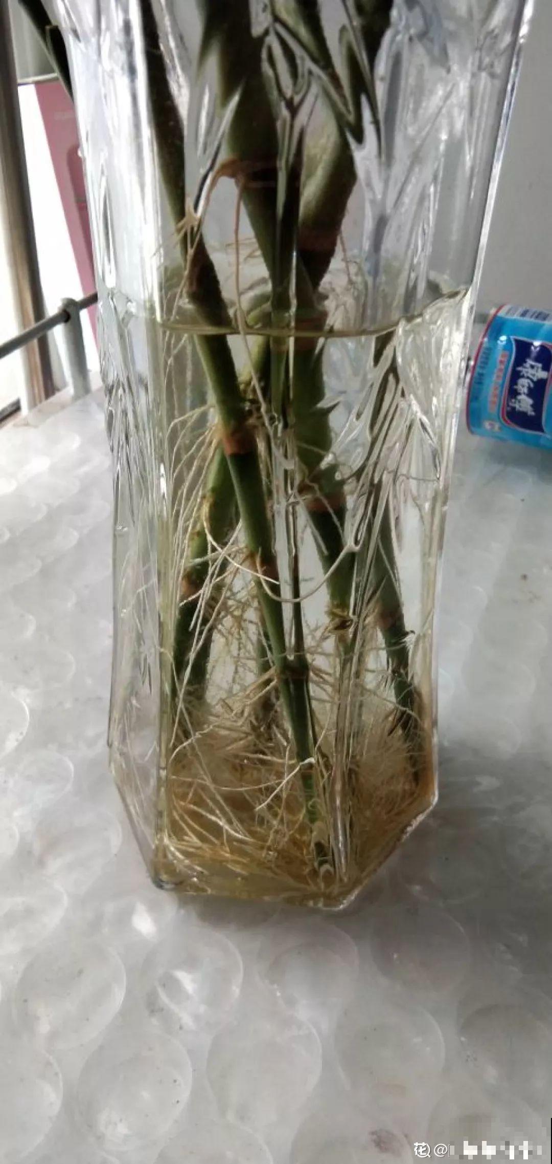 这花10块钱买一把，拿回家2天死翘翘了，真愁人！