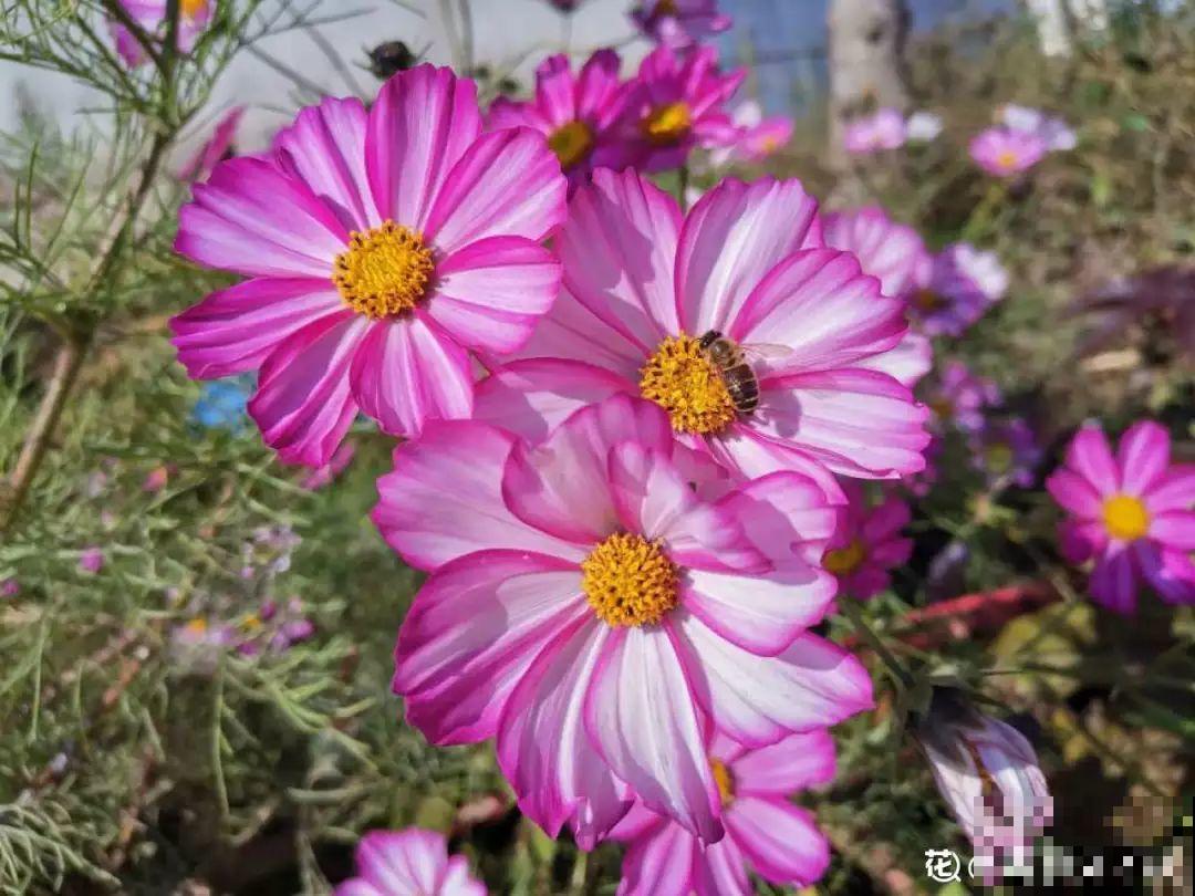 养花时间长了，就会有这7大“毛病”，你中了几条！