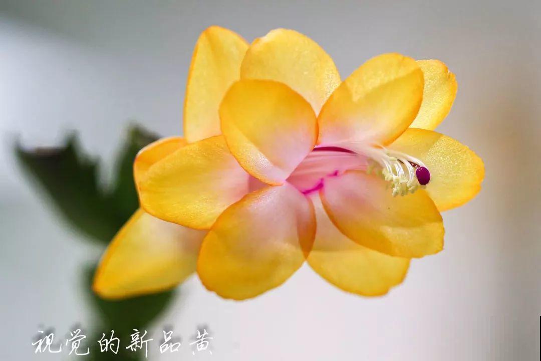 蟹爪兰一树嫁接8个品种，多色同开好壮观，连开4个月不败！