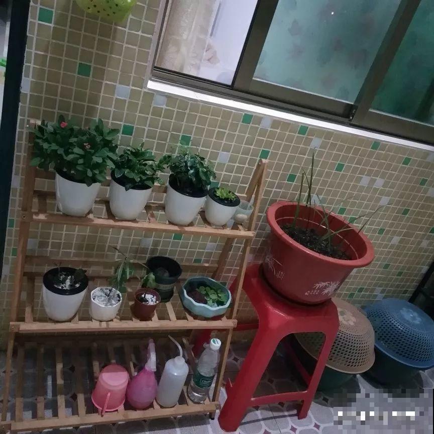 花盆里长了这玩意，趁早断水，小心最后根都烂没了！