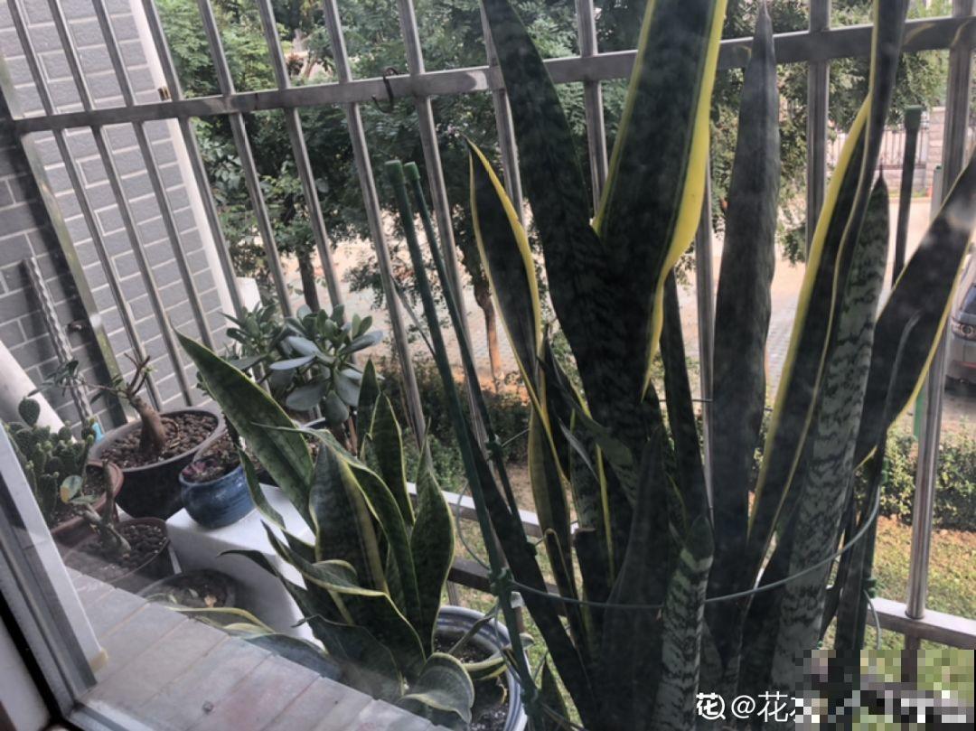 7种花最容易冻伤，低于10度就断水，否则熬不过冬天！