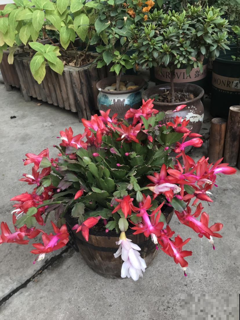 2种花，现在咔嚓一剪刀，过年还能再爆盆