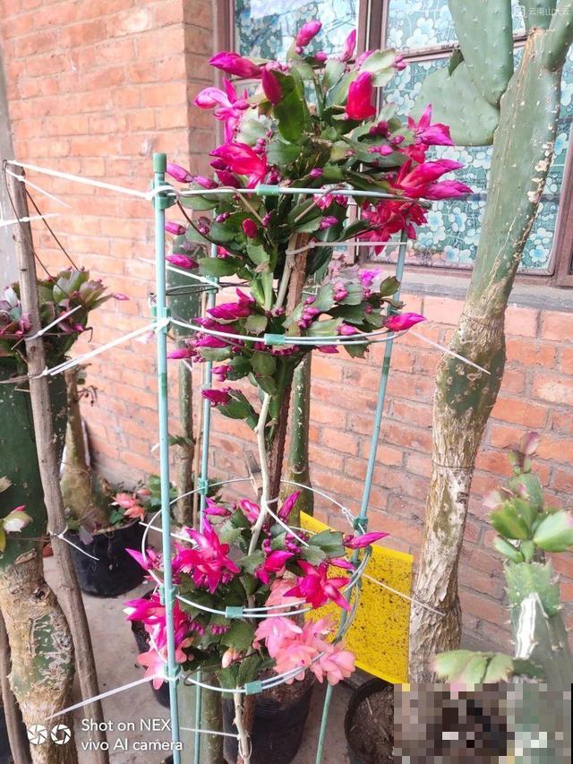 蟹爪兰刚开花，他把30个花苞全摘了，真心疼！
