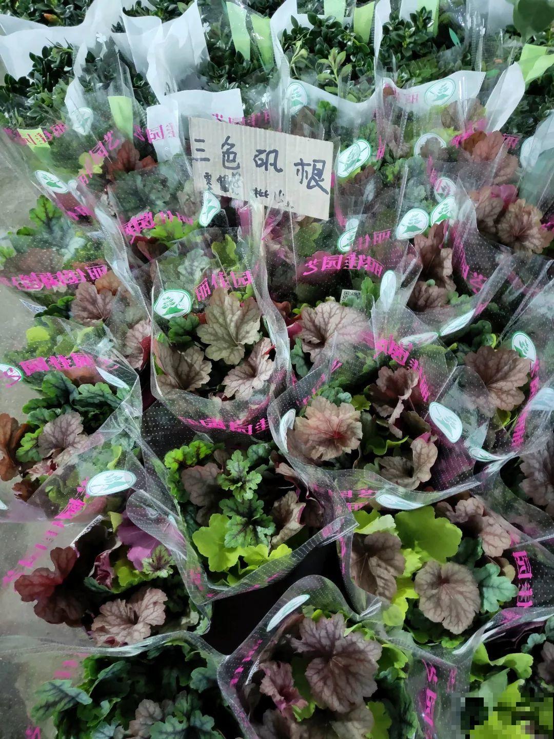 12月逛花市，这花好看又好养，遇到赶紧抱回家！