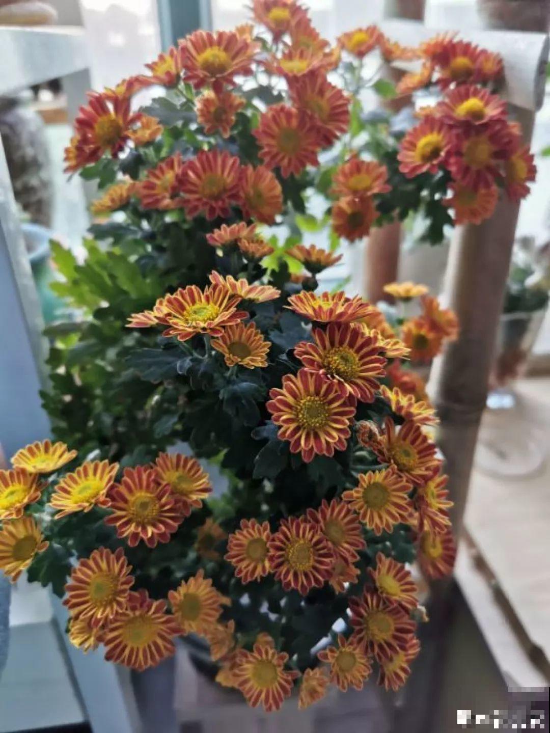 阳台再小也不怕，跟她学一招，把花挂起来养，不占地还好看！
