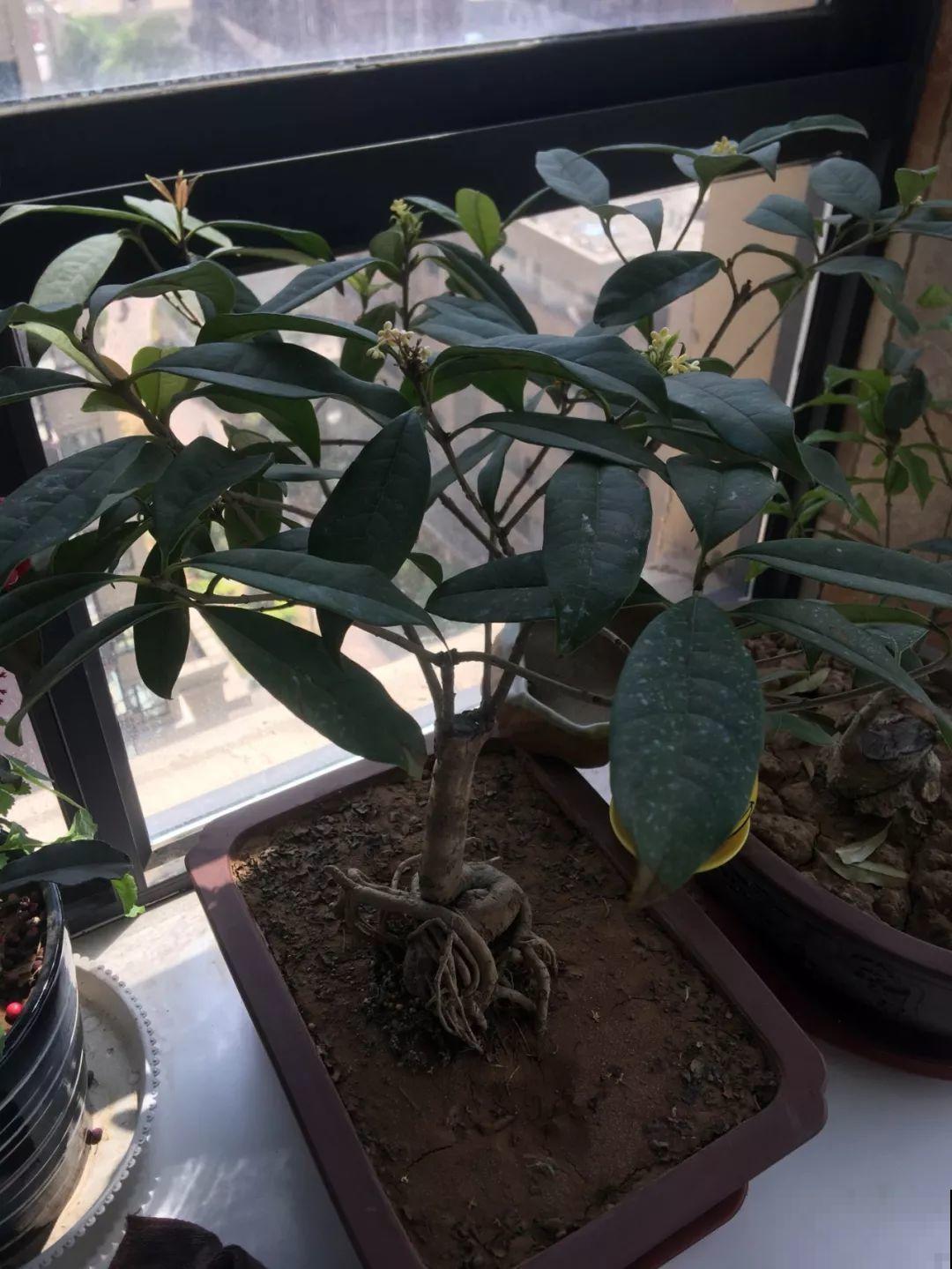 阳台封闭不通风养花，就选这8种花，能种出一个室内花园！