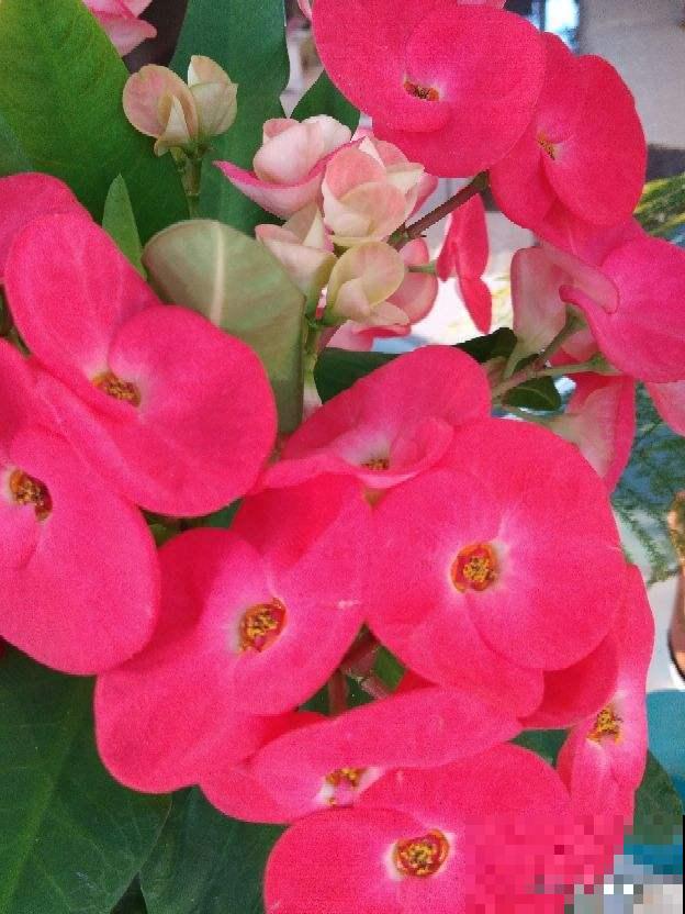邻居家的镇宅花，365天开花不断，不浇水也蹭蹭长，真怕把它累死