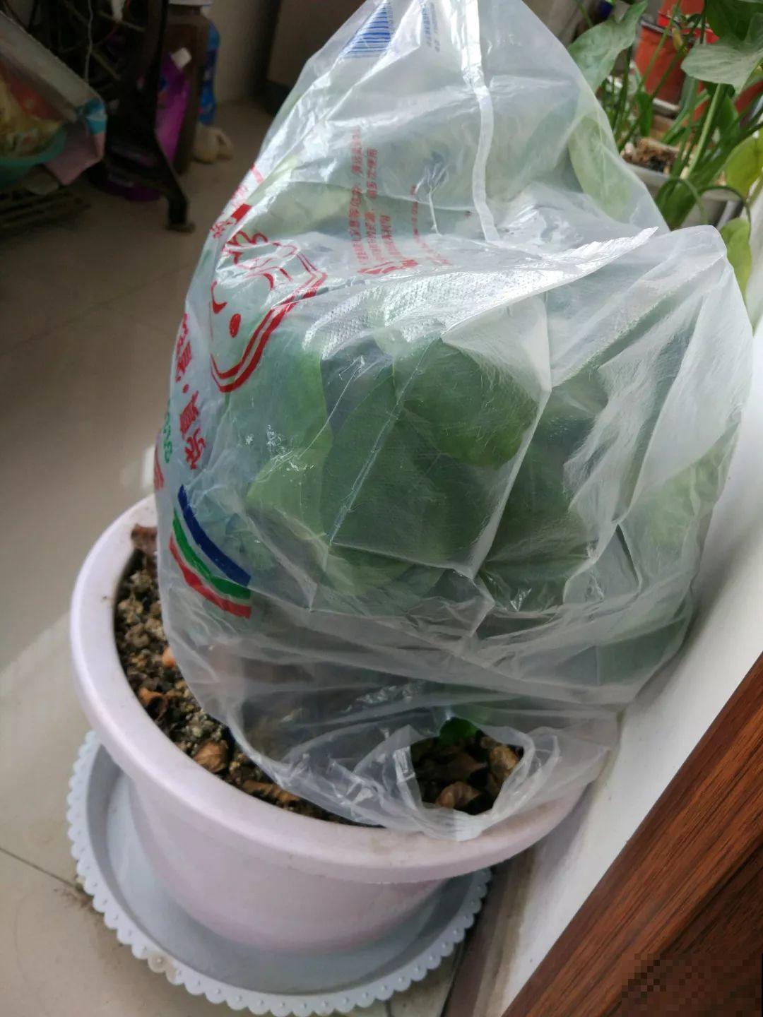 阳台封闭不通风养花，就选这8种花，能种出一个室内花园！