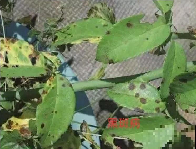 月季出现虫害真可怕，认识这几种，赶紧处理掉！