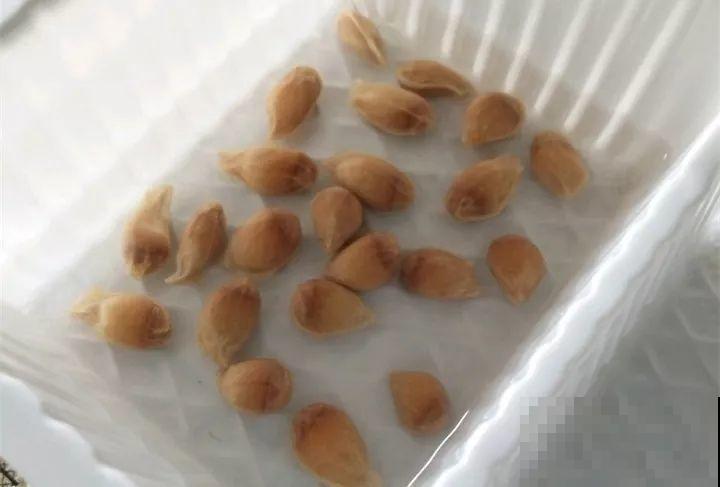 5块钱的水果埋土里，半年养成守家树，邻居都想花钱买！