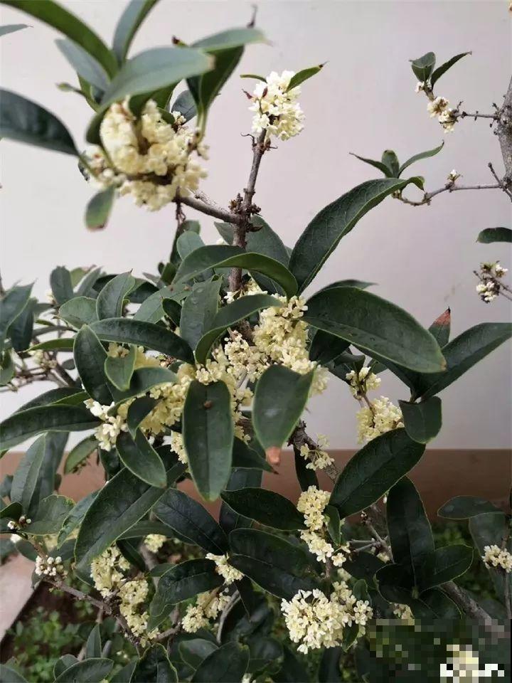 家里有这花，冬天不能太保暖，低温冻一冻开花才更旺！