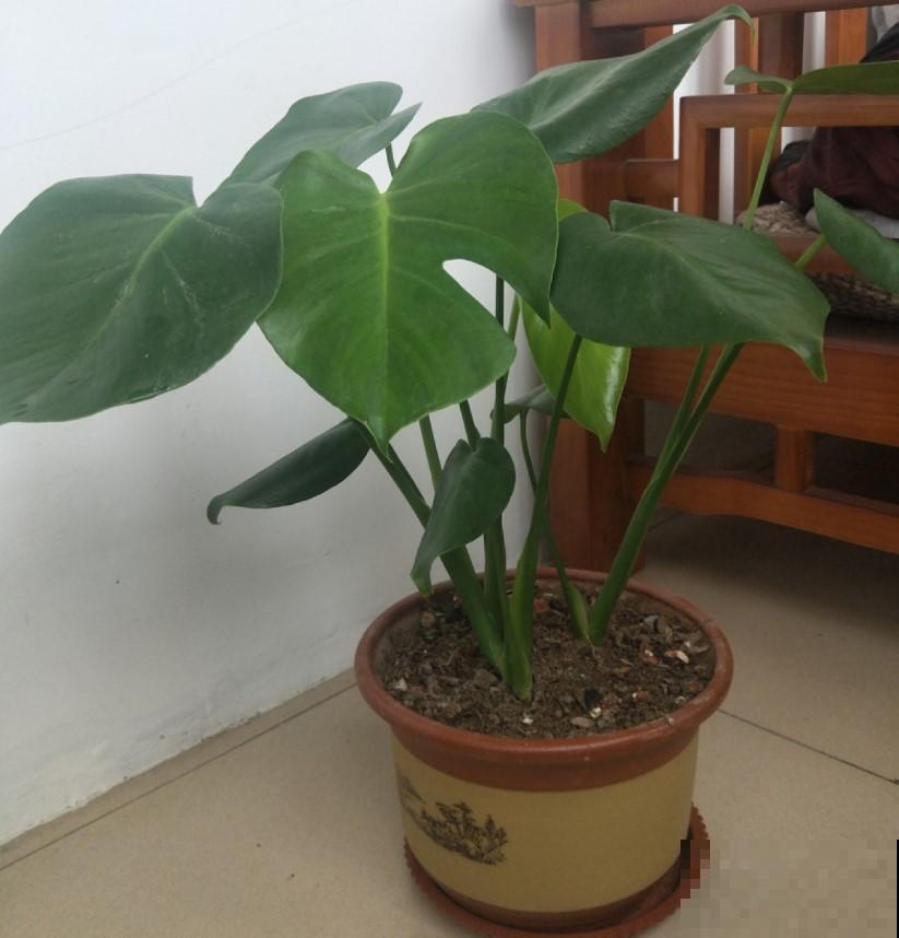 室内养盆稀有观叶植物，很快生长旺盛，蹭蹭长新叶！