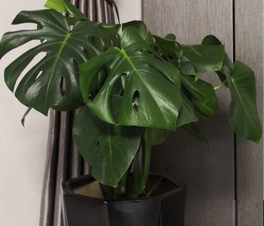 家里面都养了这植物，能够净化房间的空气，清除异味！