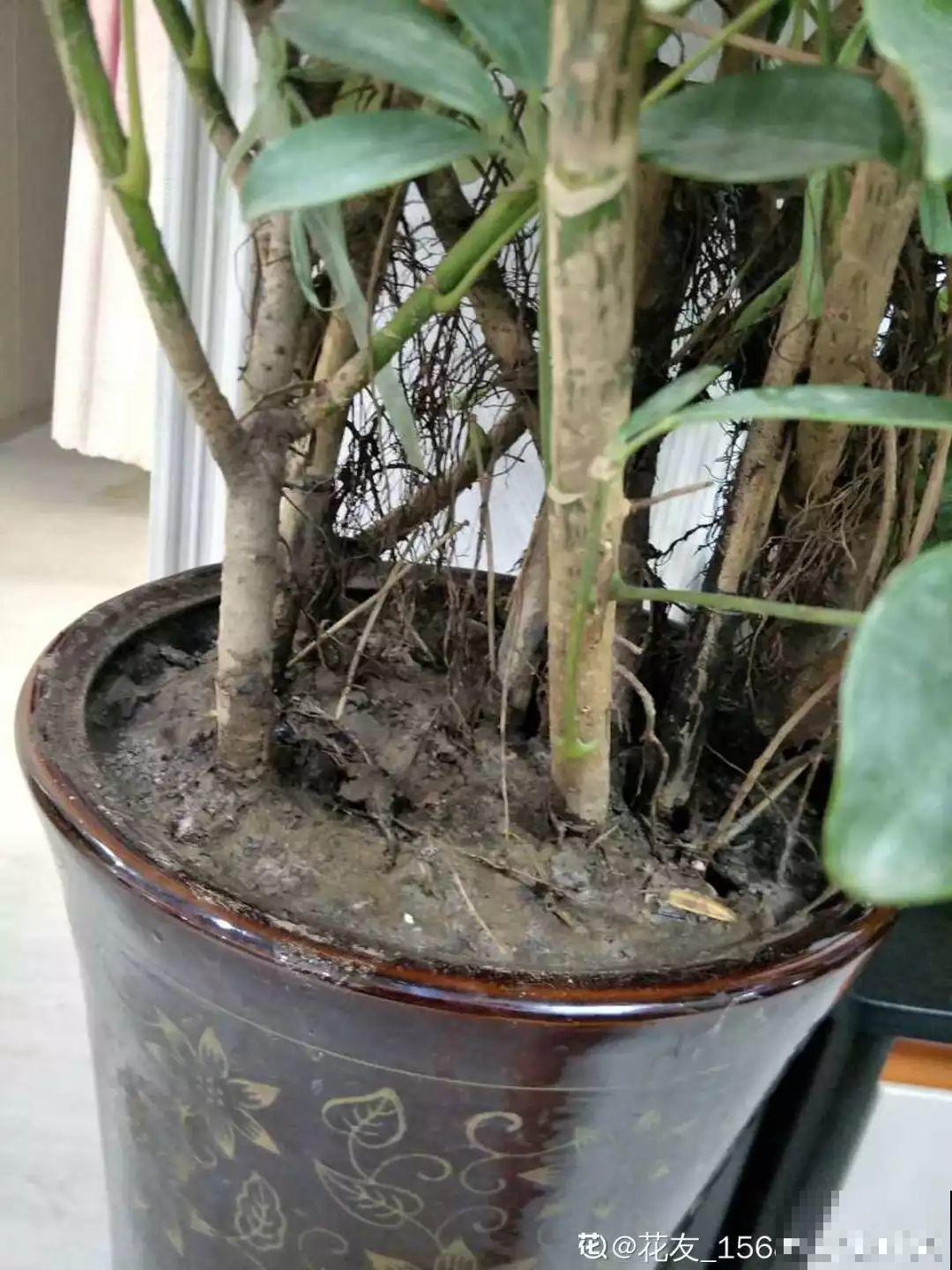 3种养花夺命水，冬天别乱浇，小心烂根、黄叶活不过一个周！