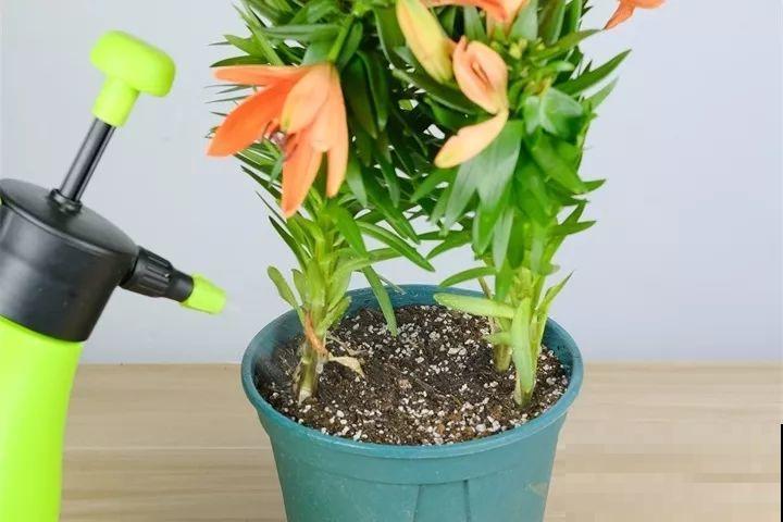 家里植物都这样了，换盆是关键，啥花都能养长久！