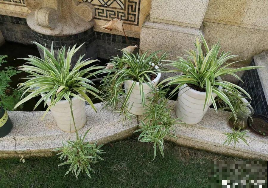 屋里摆这7种花，空气清新少生病，整个冬天绿油油！