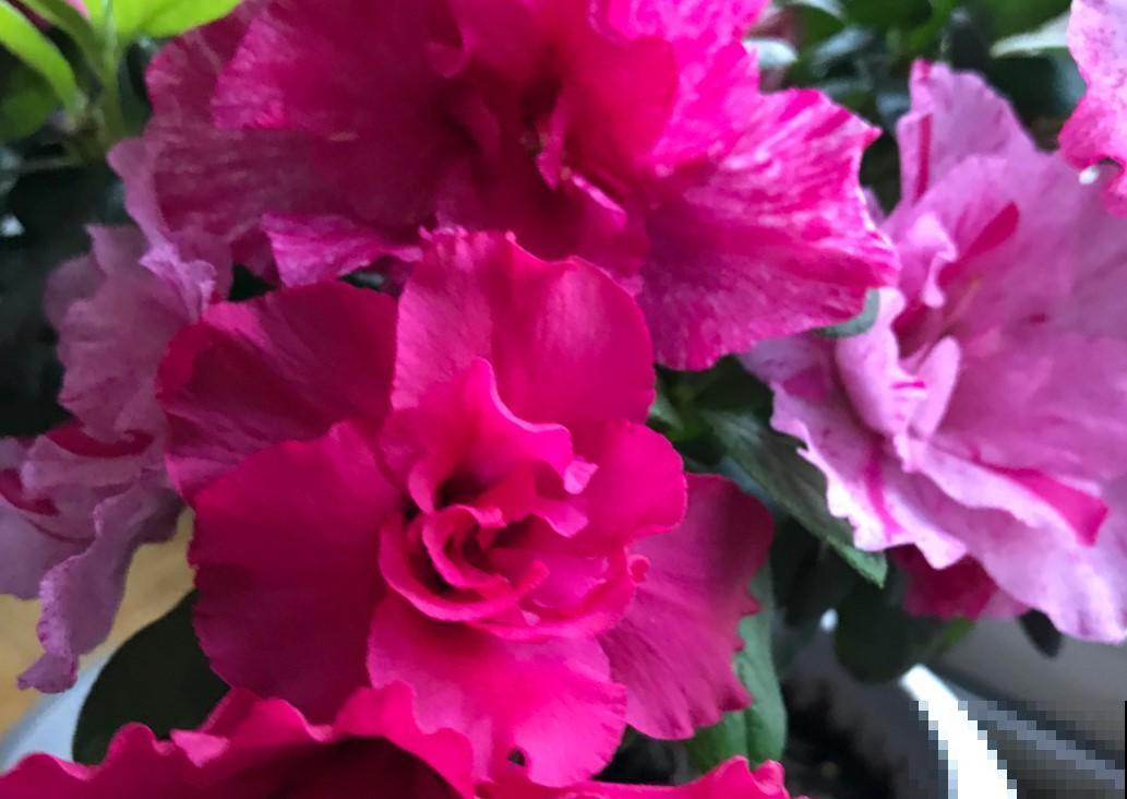 杜鹃花冬季咋养？这么养，统统都能开出漂亮花！