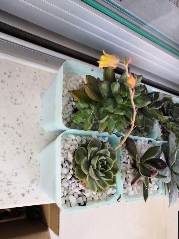 这花一开花就得剪，不要留花箭，否则植株黄叶、枯萎