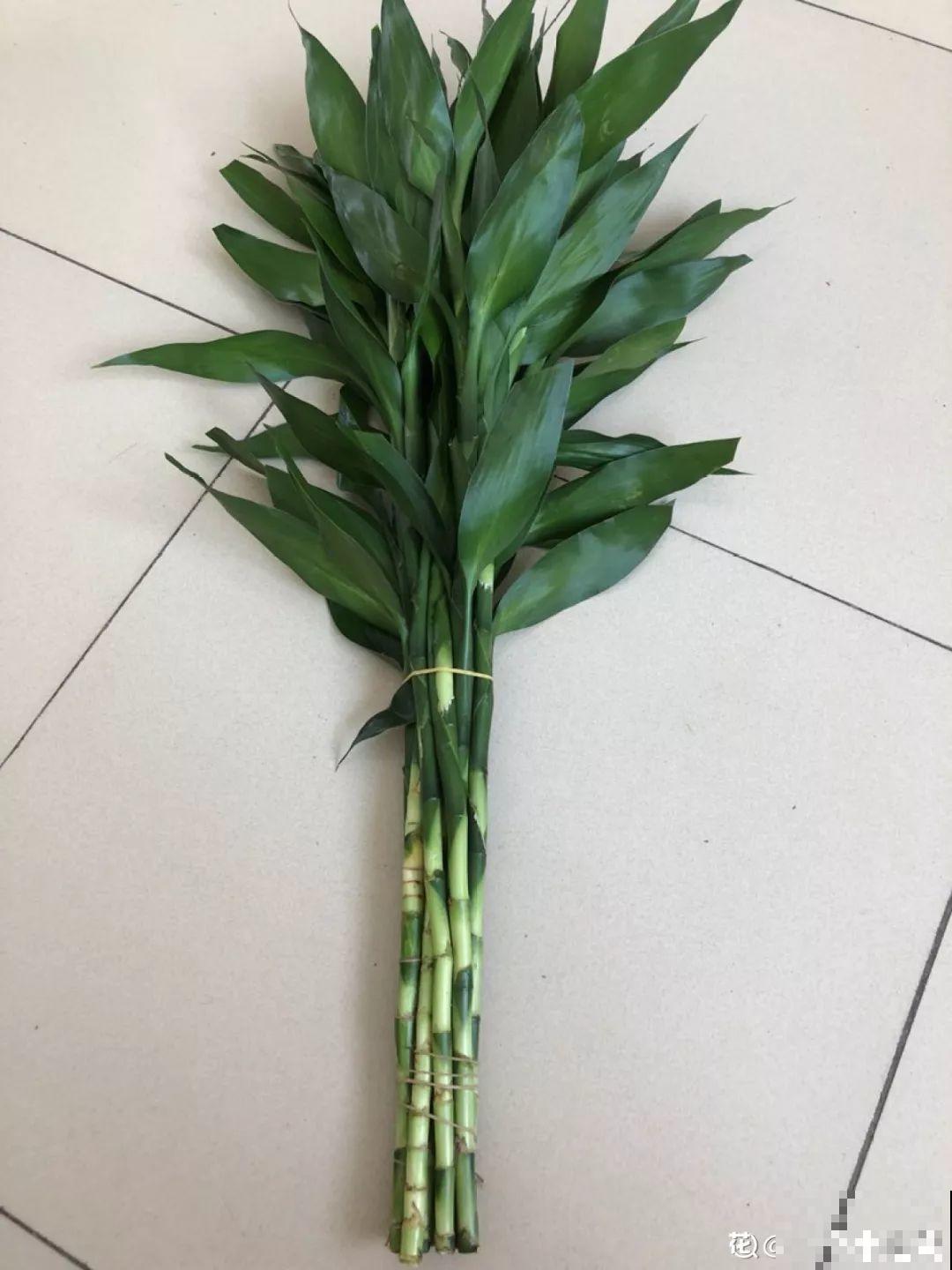 这花10块钱买一把，拿回家2天死翘翘了，真愁人！