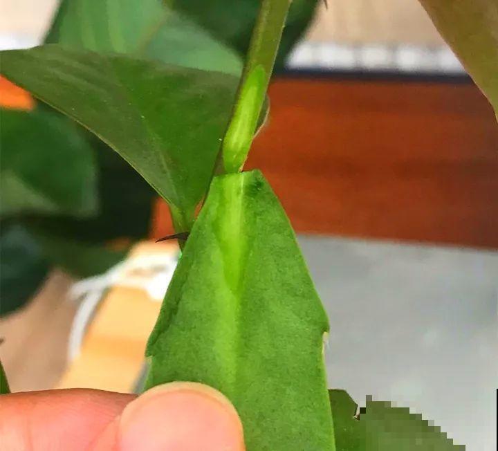 蟹爪兰嫁接技巧，少浇水撒点它，新手也能轻松养生根！