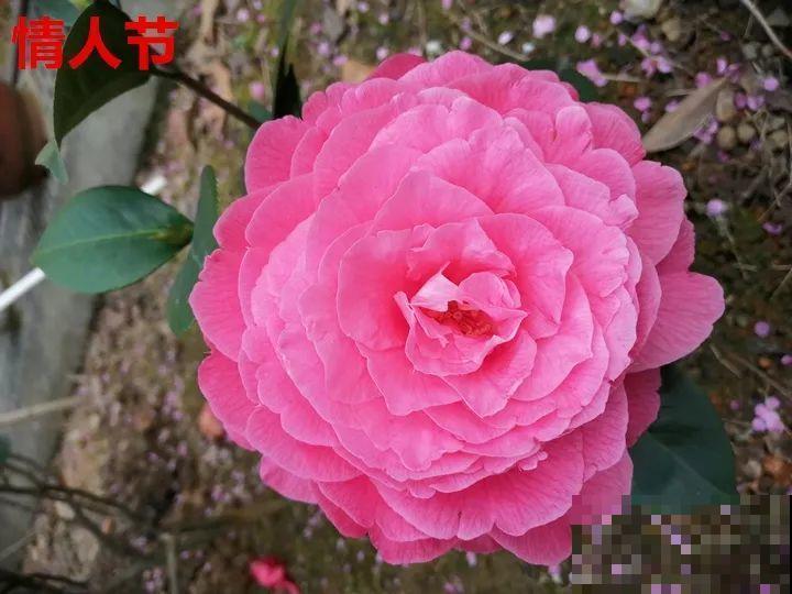 这花想要冬天开，就得狠心剪两刀，满树红花惹人爱！
