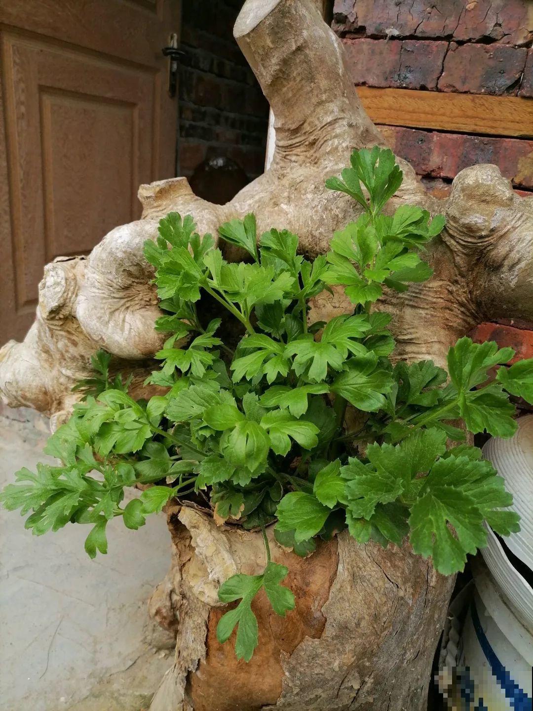 这花没开前像韭菜，忍住别割，一开花就美爆！