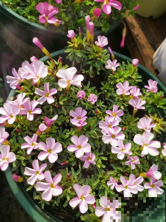 冬季的“开花机器”，注意3点，盆盆爆花