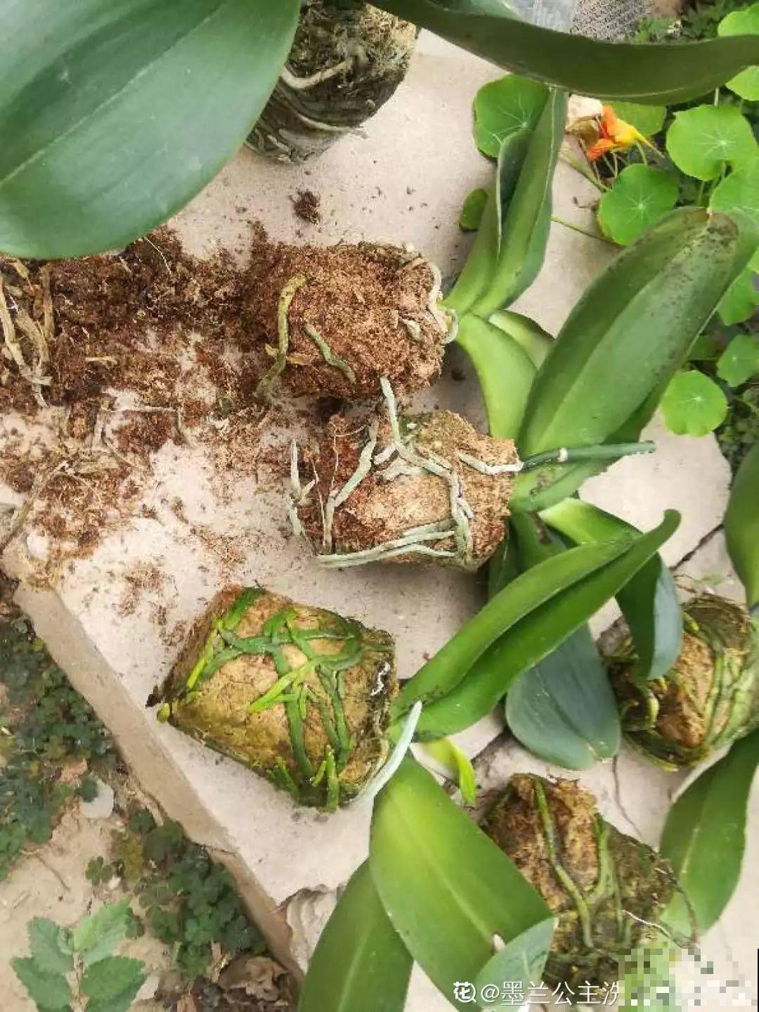 养这花不用土，装进塑料袋喷喷水，叶子绿油油越长越好！