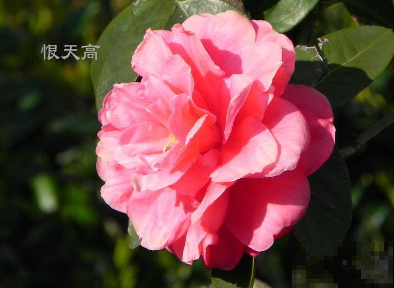茶花迎来盛花期，16个最美品种，养一棵就足了！