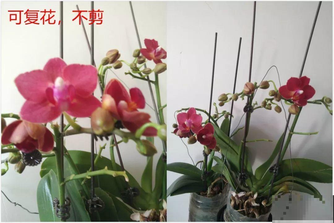 公认的开花机器，一年能开8个月，光不好也能养！