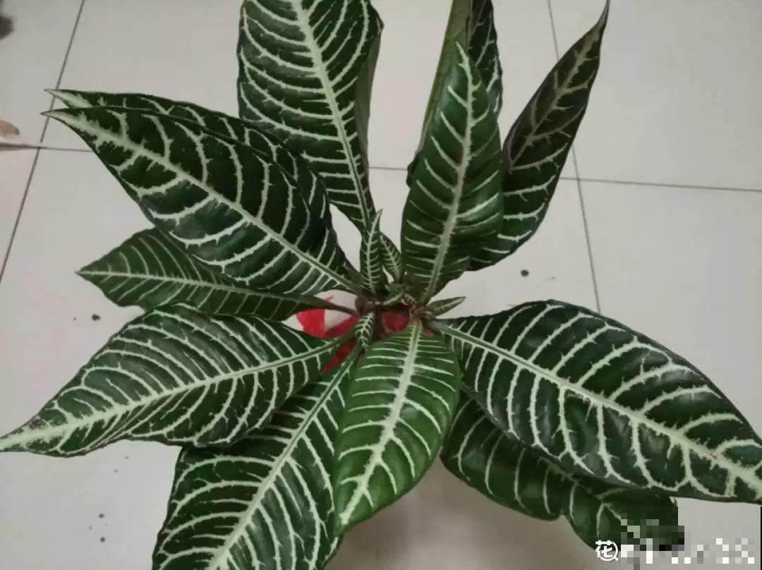 有品味的人，都爱养这2种花，10盆都不嫌多！