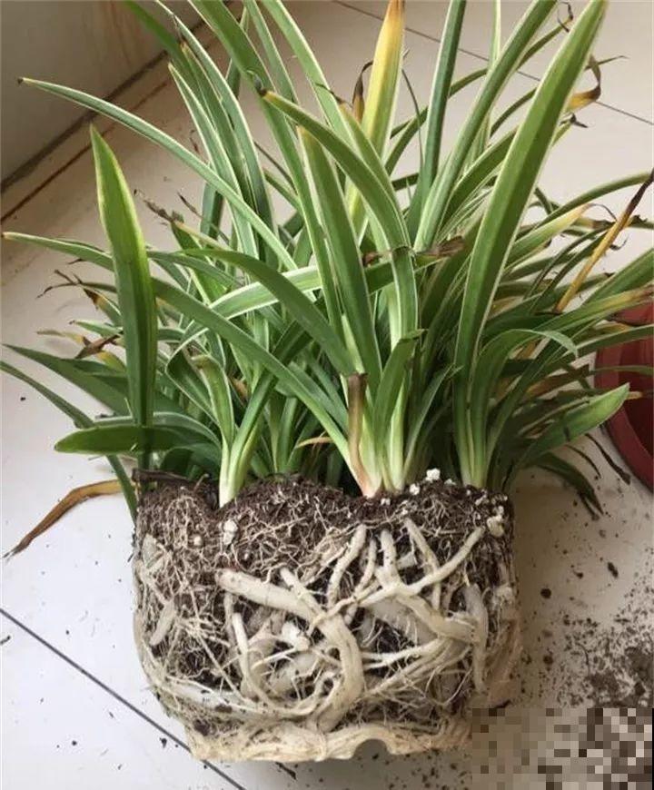 养这花真赚钱，一年能生3麻袋，邻居朋友抢着要！