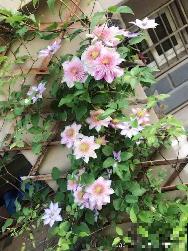 这6种花养好了，家里秒变花海，天天待着都不想出门！