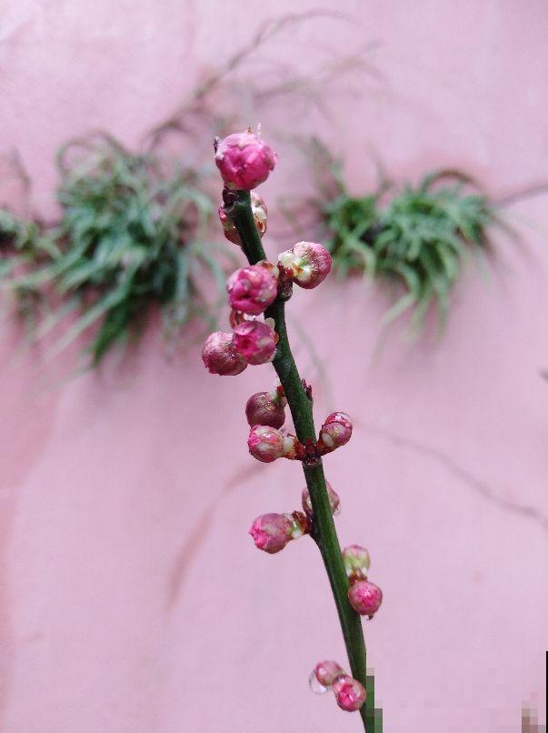 这花不怕冻，零下5度也能开，越冷越爱开花