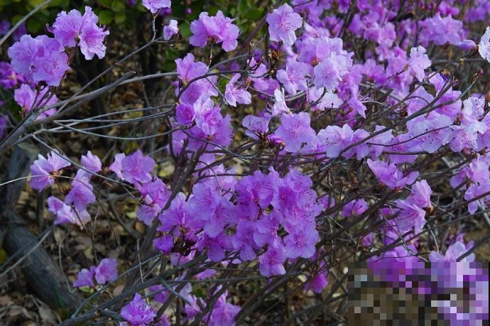 这10种小众花，价值珍贵、花型奇特，很少有人能叫出名字来！