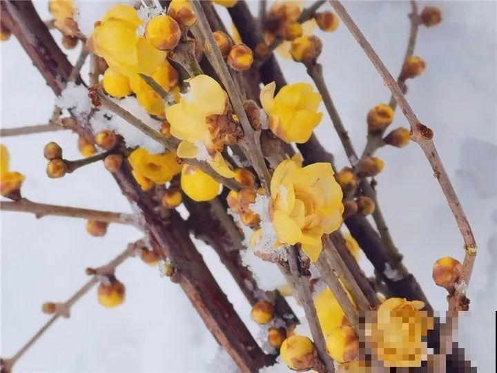 大雪天，只有这花还在继续开，真不是一般的抗冻！