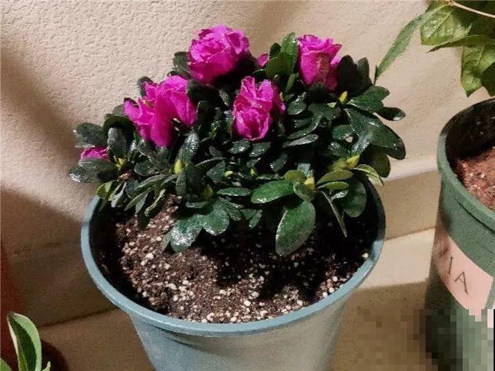 都说这花难养，10年不换盆，年年开花成宝贝！