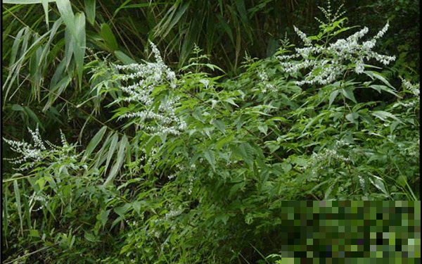 山上摘点这玩意塞枕头，比荞麦皮养生多了，一挨枕头就睡得香甜！