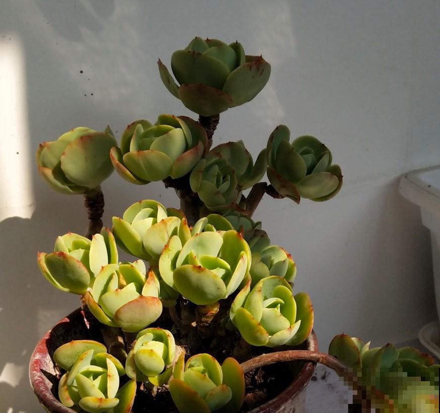 冬季植物休眠，这些花都是“假死”，千万别扔了！