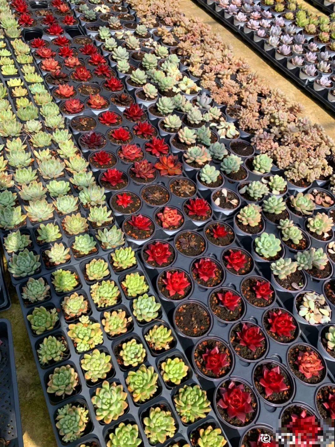 梦想的生活，花前忙碌，树下喝茶，足矣！
