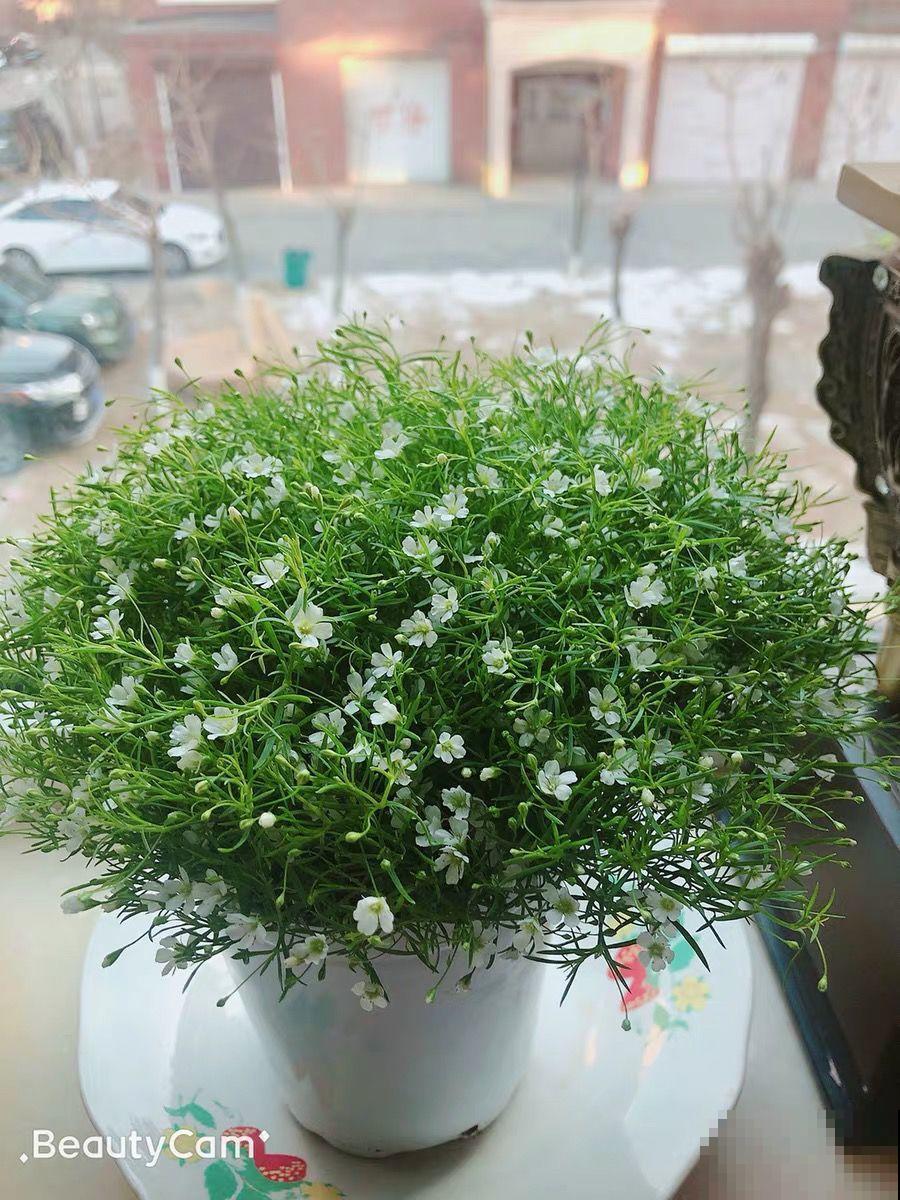 养这花不占地，盆盆开爆，阳台再小也能变花海！