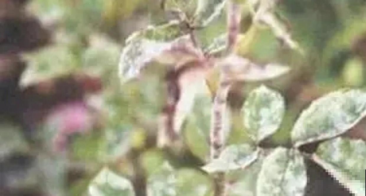月季出现虫害真可怕，认识这几种，赶紧处理掉！